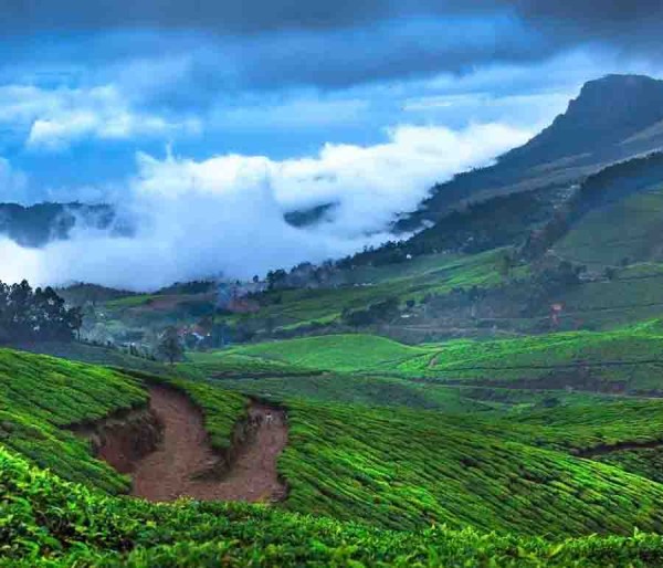 Cochin | Munnar