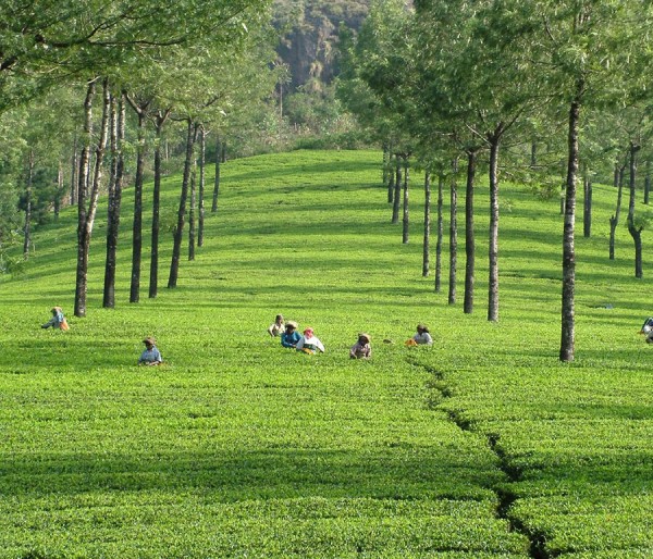 Alleppey | Cochin | Munnar | Thekkady