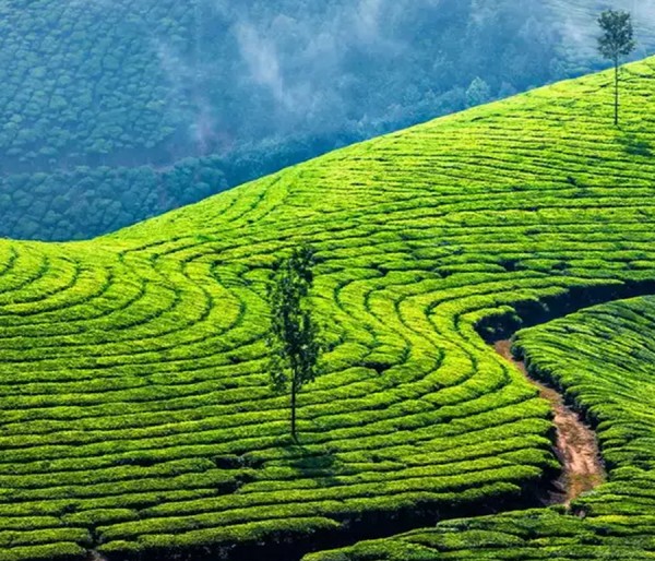 Alleppey Houseboat | Cochin | Munnar | Thekkady