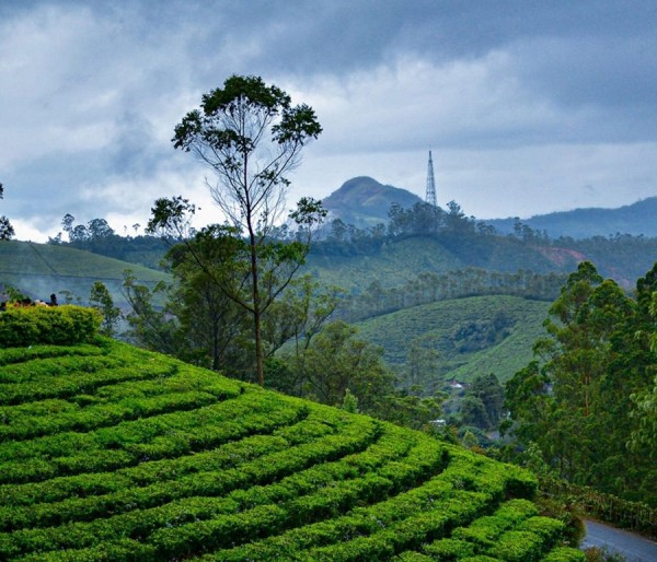 Cochin | Munnar | Thekkady