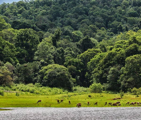 Alleppey | Kovalam | Thekkady | Trivandrum